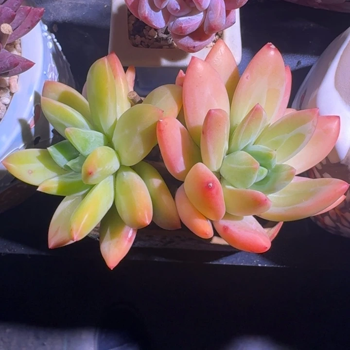 海洋之歌 双头 一物一拍