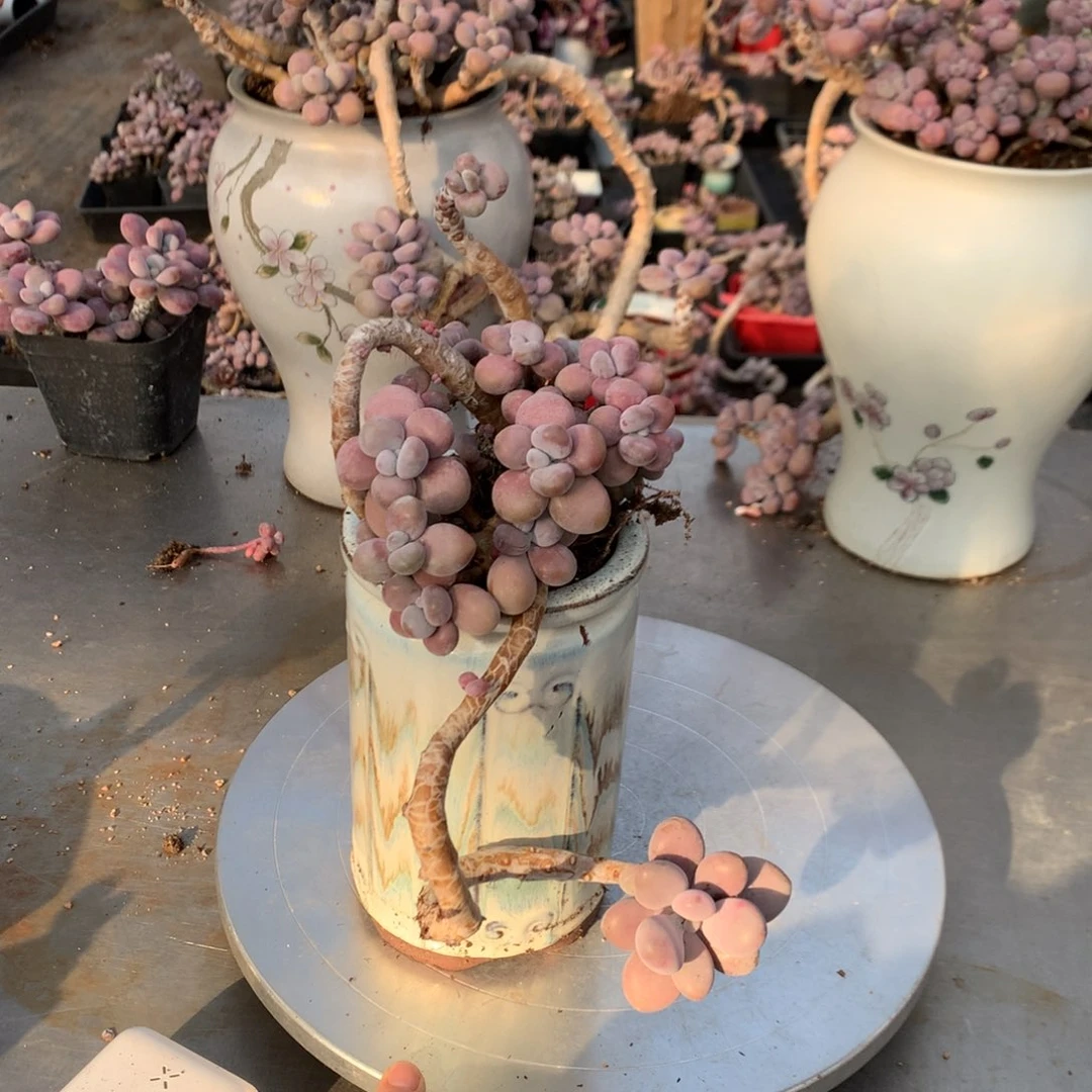 桃蛋老桩不带盆1号