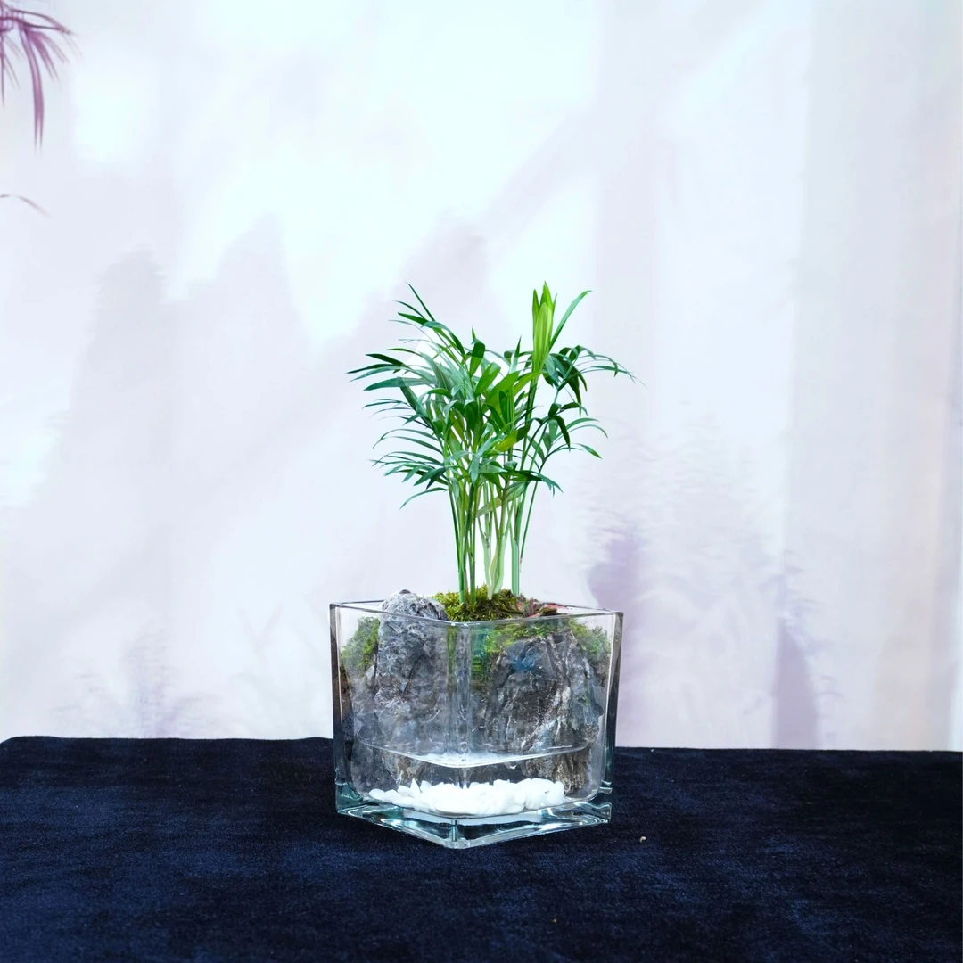 专属12*12袖珍椰子-山涧-清新脱俗桌面绿植成品创意（除活体动物