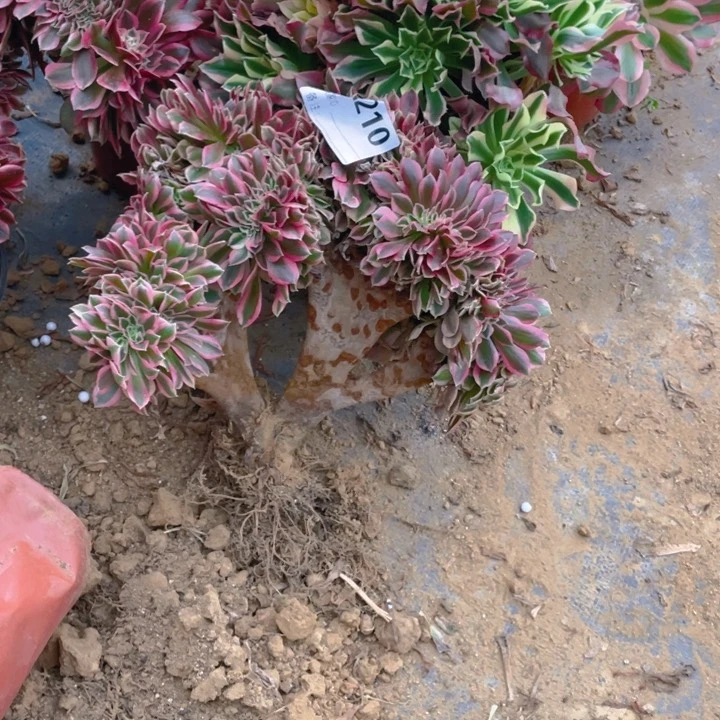 多肉粉女巫缀化210