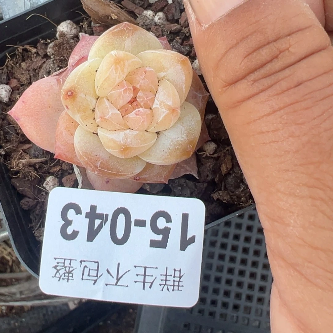 F****y小卡拉米糖心一物一拍15-43