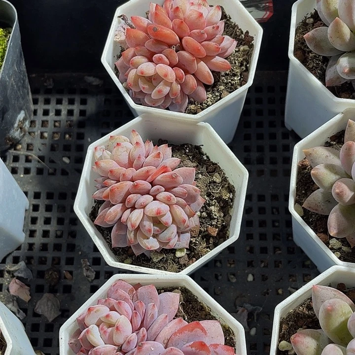 双头玉芙蓉带盆土发