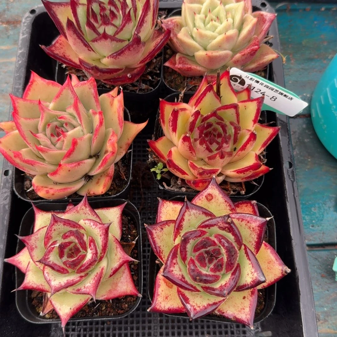 从前慢多肉精选编号1124.8