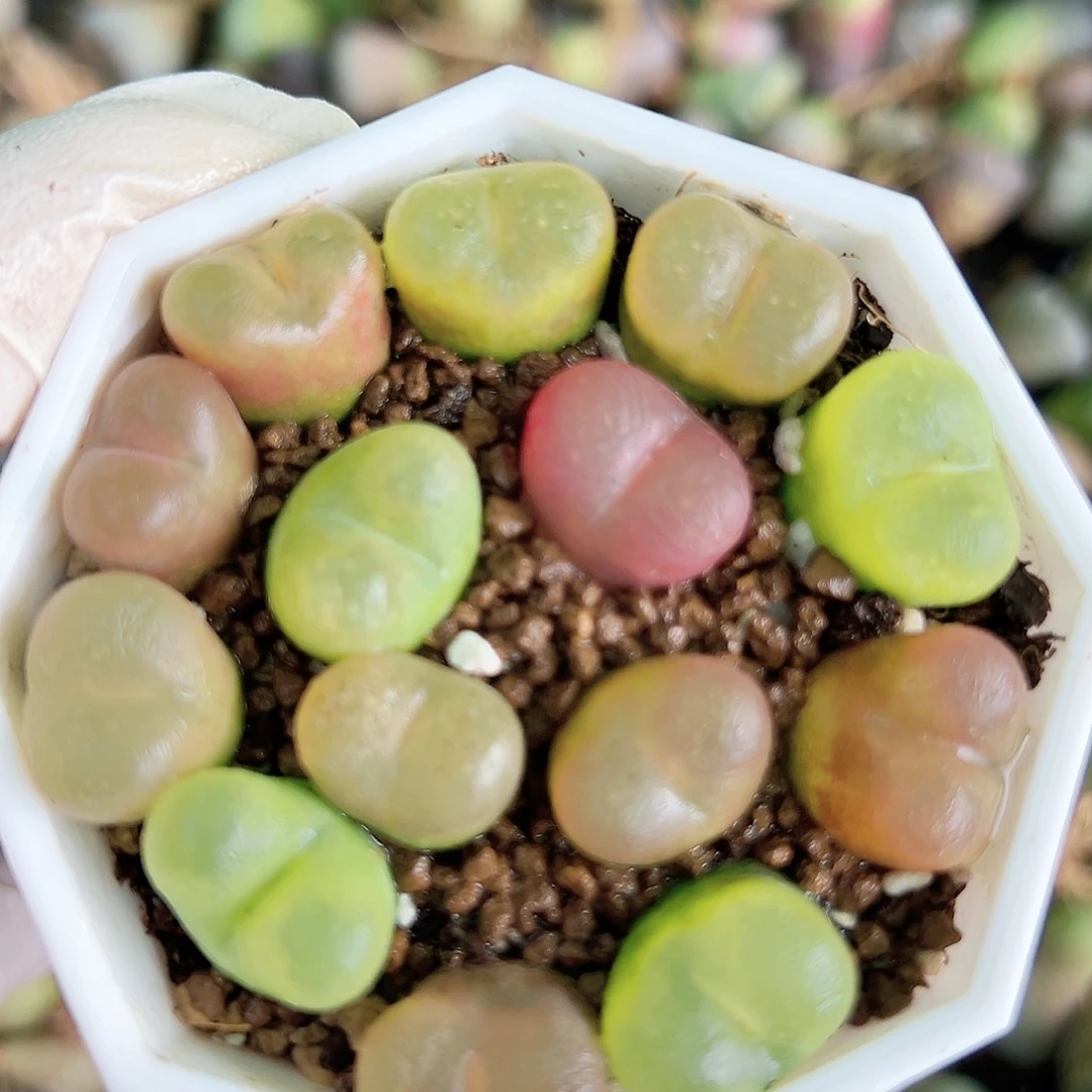 3001五年彩毛毛7cm盆哦哦哦哦