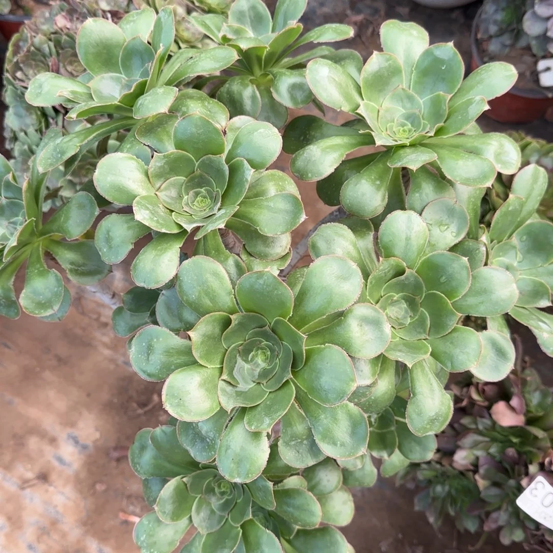 艳姿朵朵包邮断枝不包