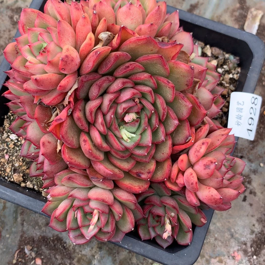 4928杂交精品基地17厘米