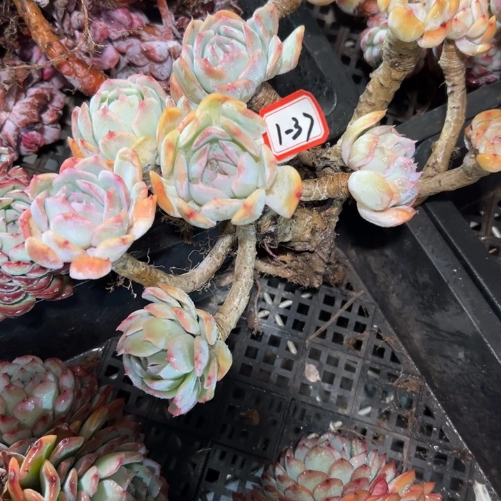 赜***锅精品多肉植物老桩蜡牡丹