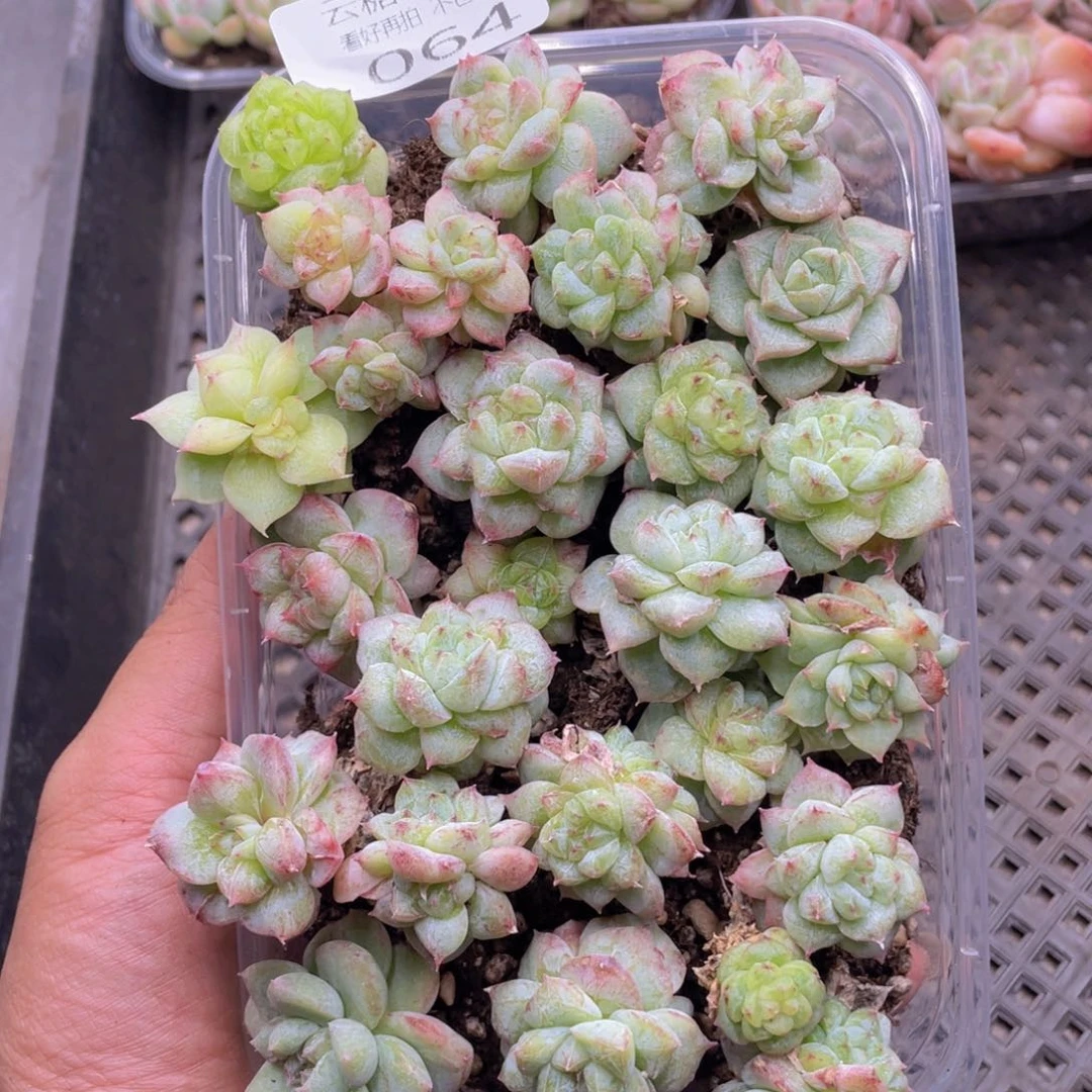 云糖心多肉植物64