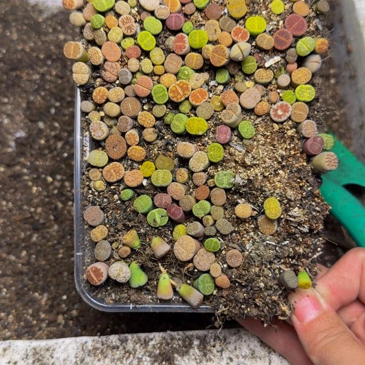 w***4多肉植物的生长109