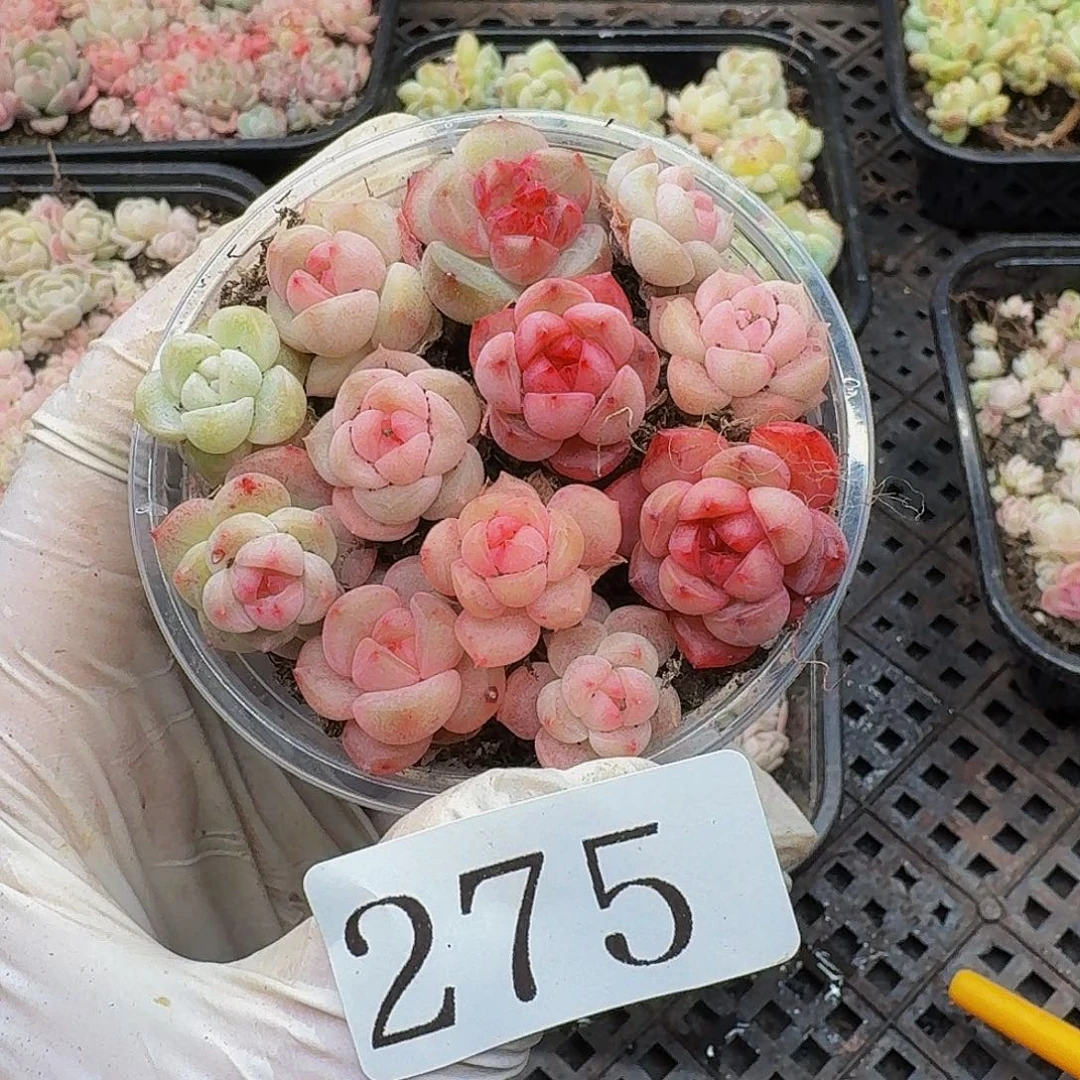 多肉植物多肉植物275