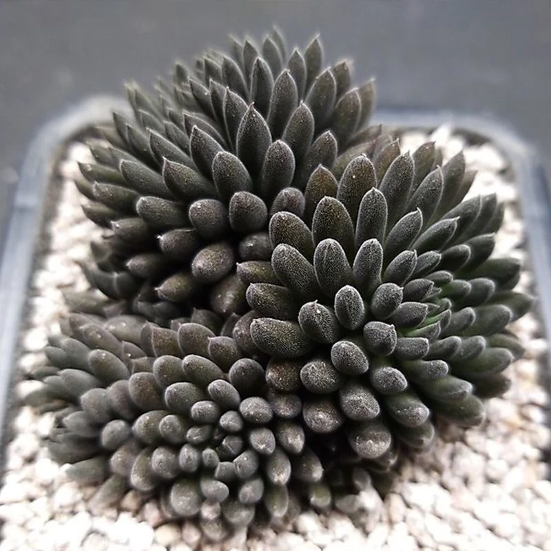 稀有黑色滇石莲多肉植物黑方盆