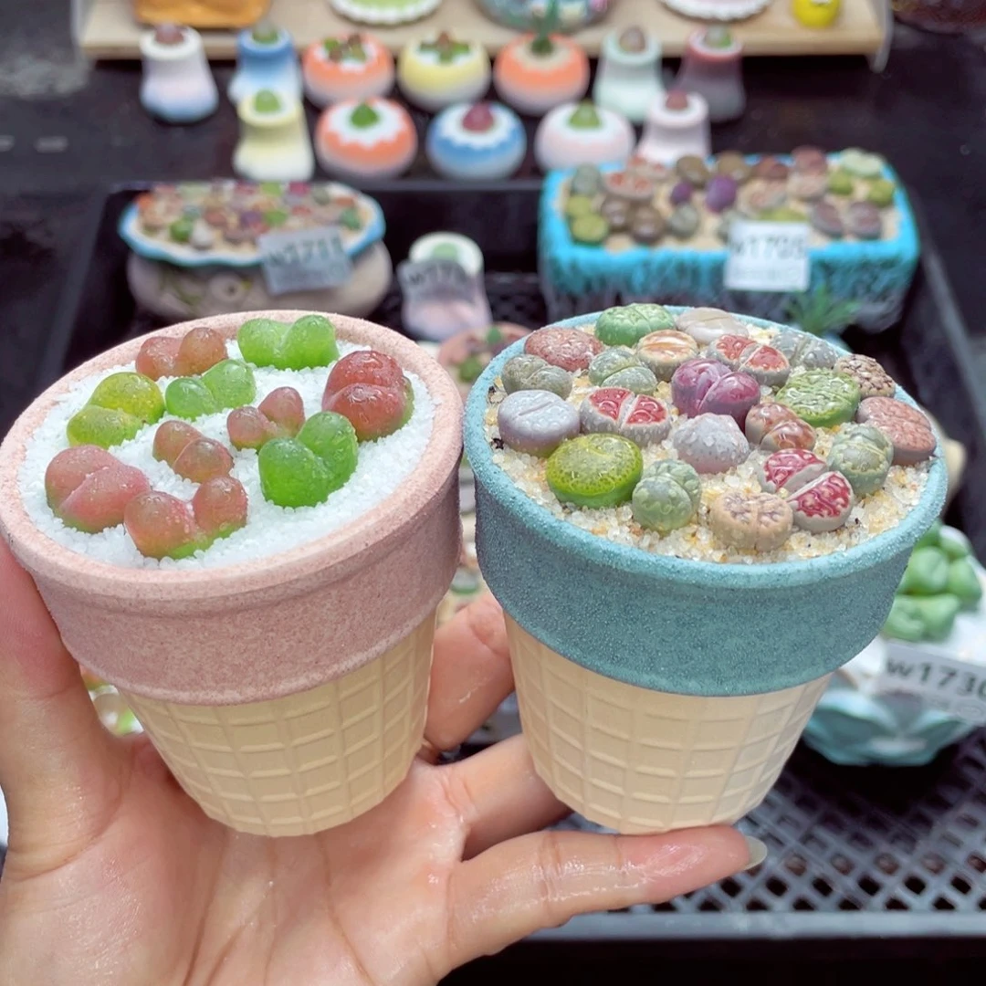 w1741 带盆土发货一物一拍