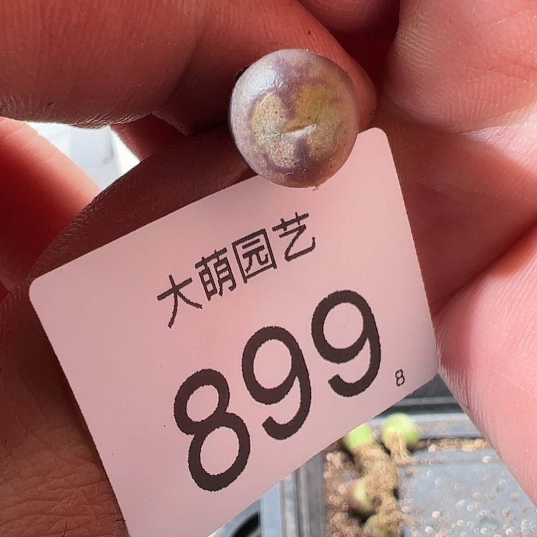 0000899 一物一拍……