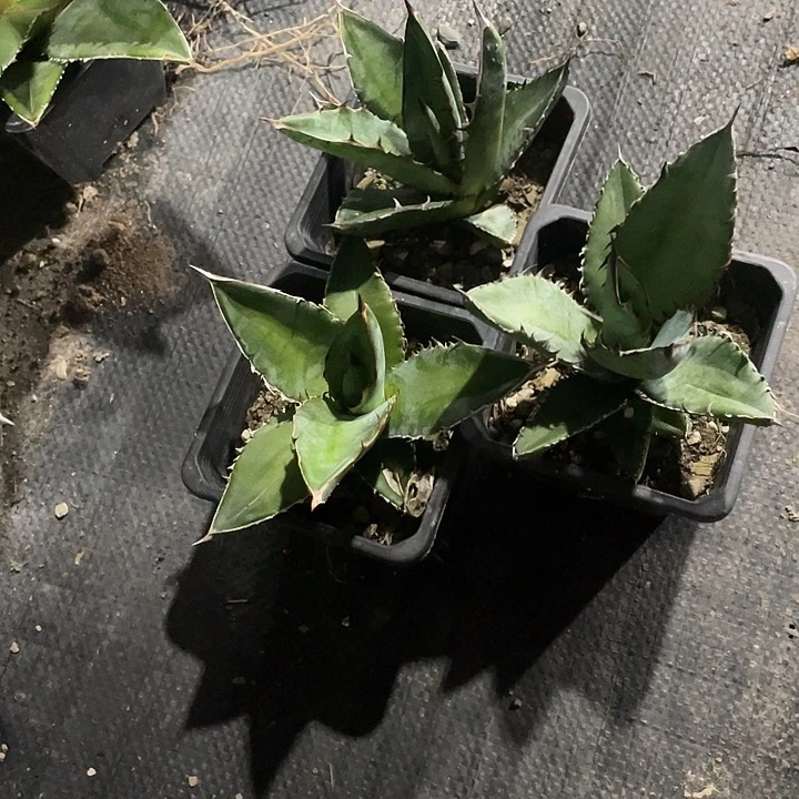 无花朵龙舌兰狮子尾
