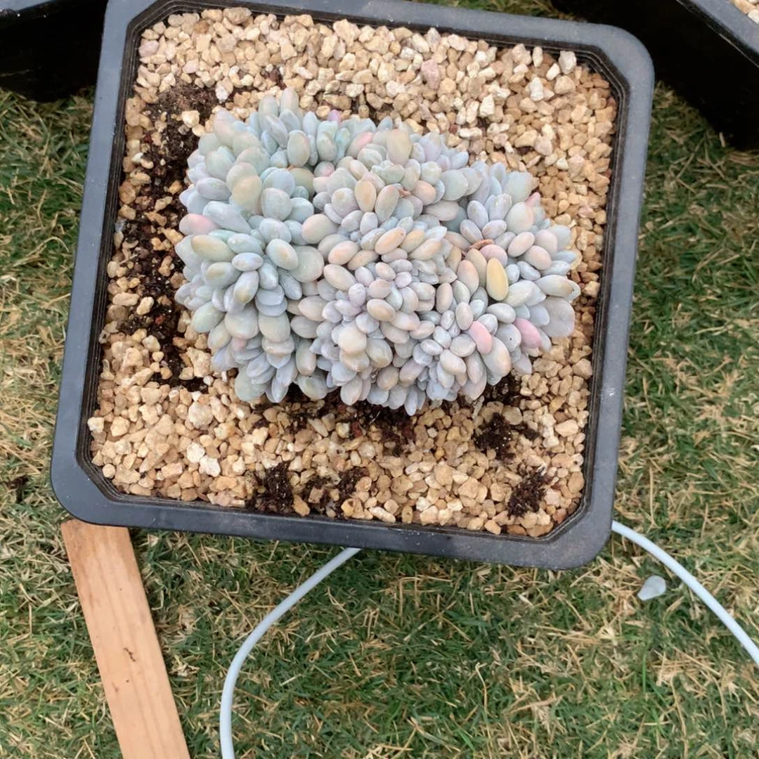 王*王王哥发货11111