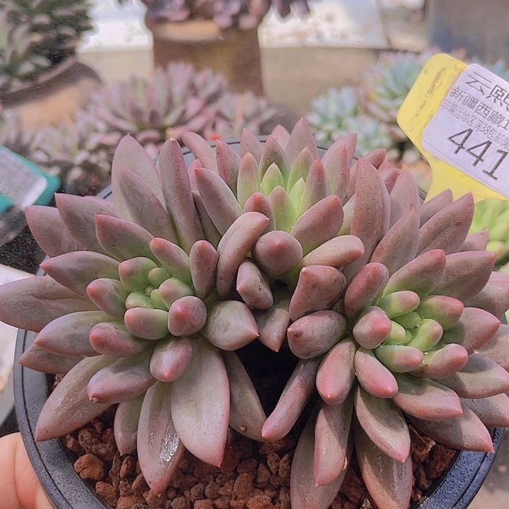 441红蜻蜓。