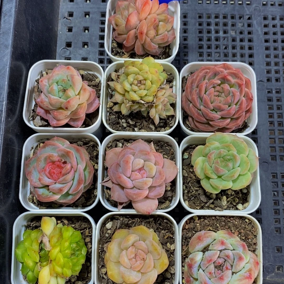 3 -精品小白方框拍十个