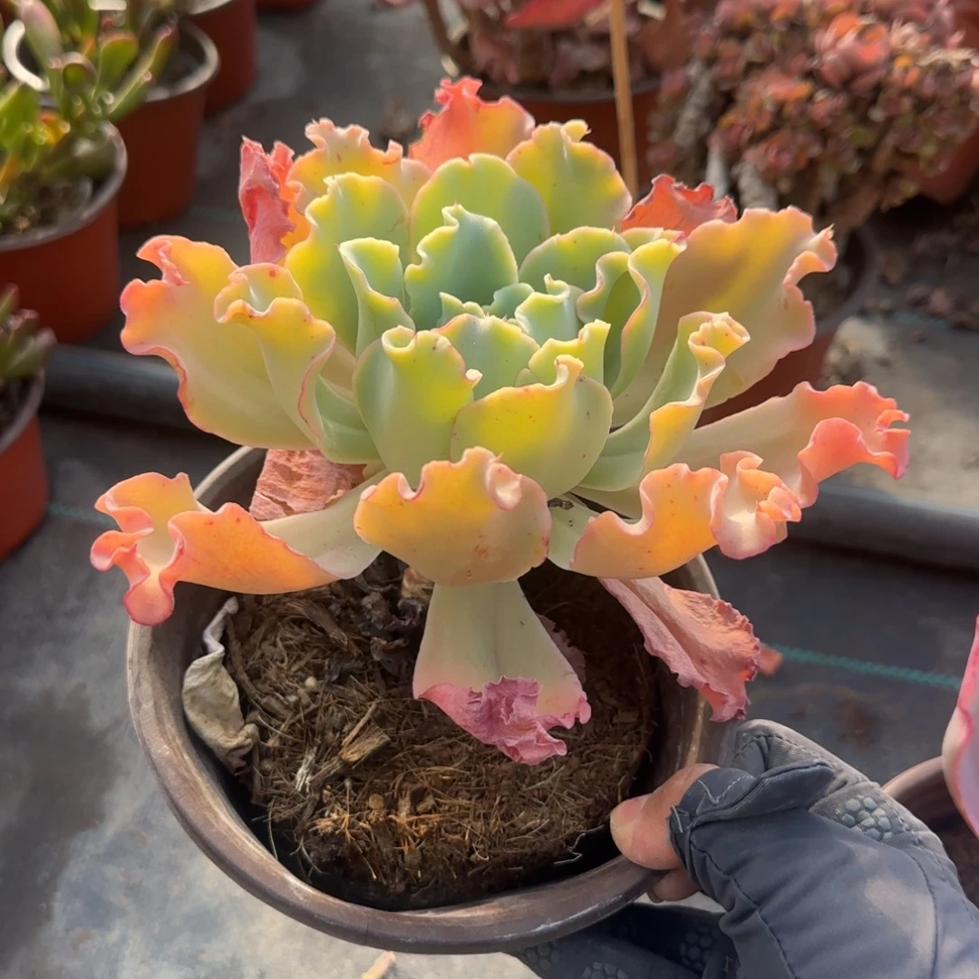 无花朵水瓶座大单头
