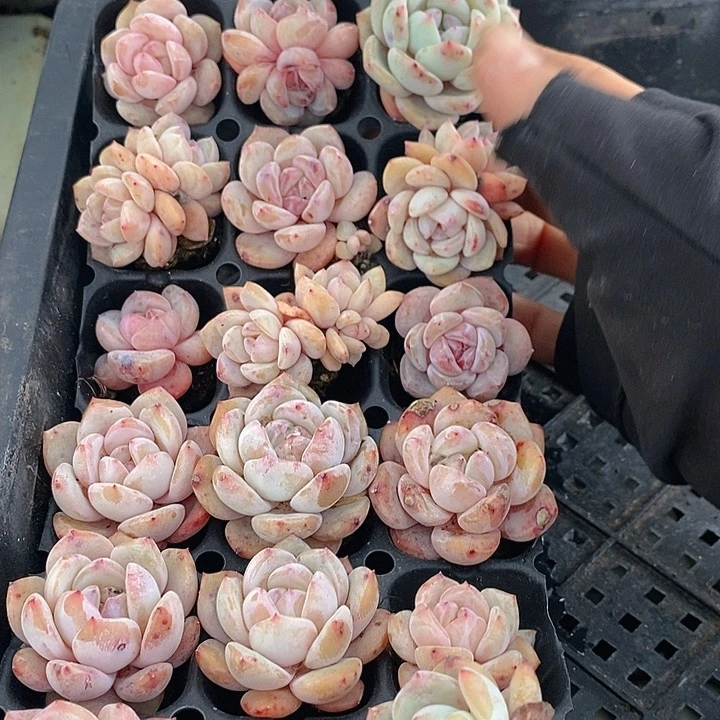 199 多肉植物盆栽花卉