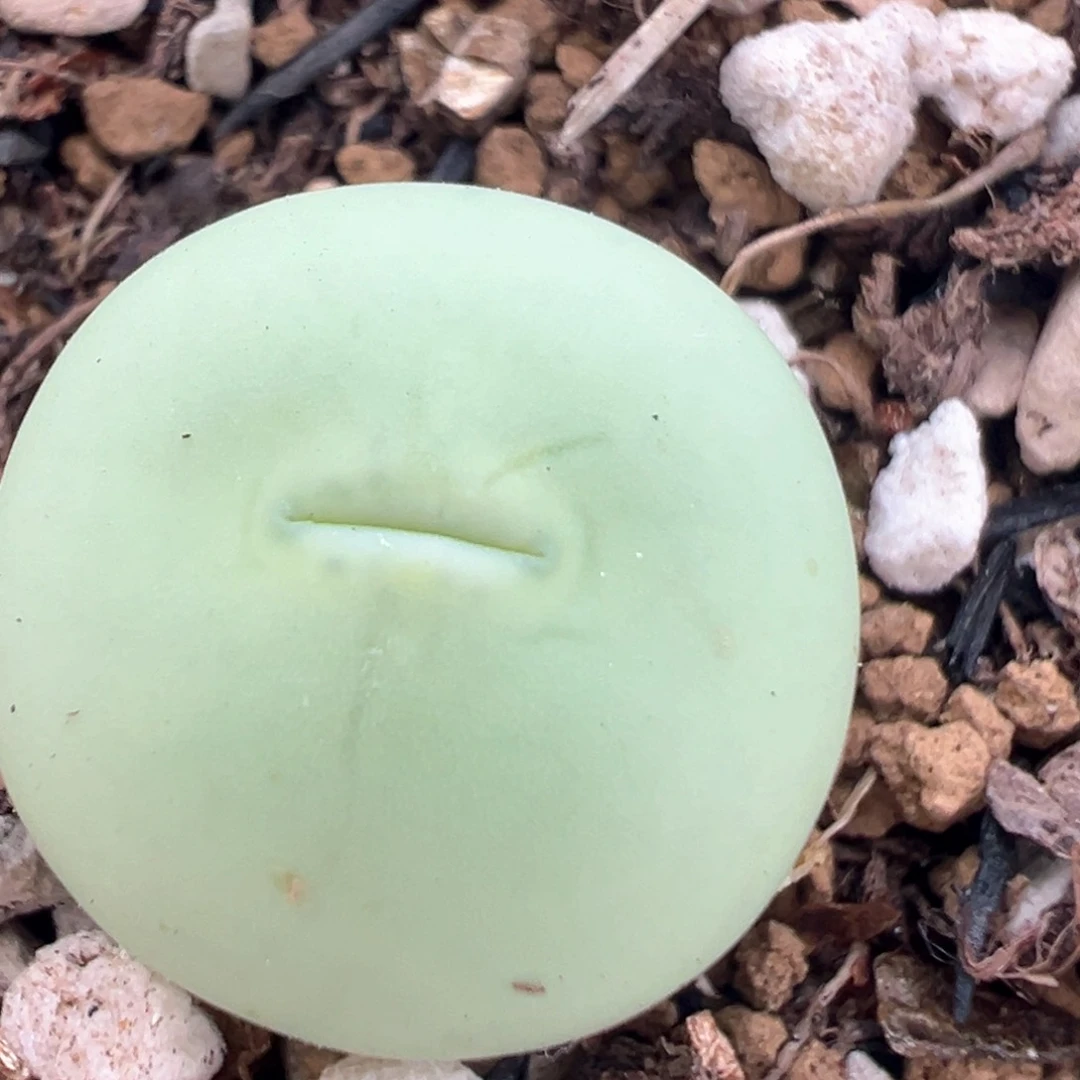 134多肉植物百科知识