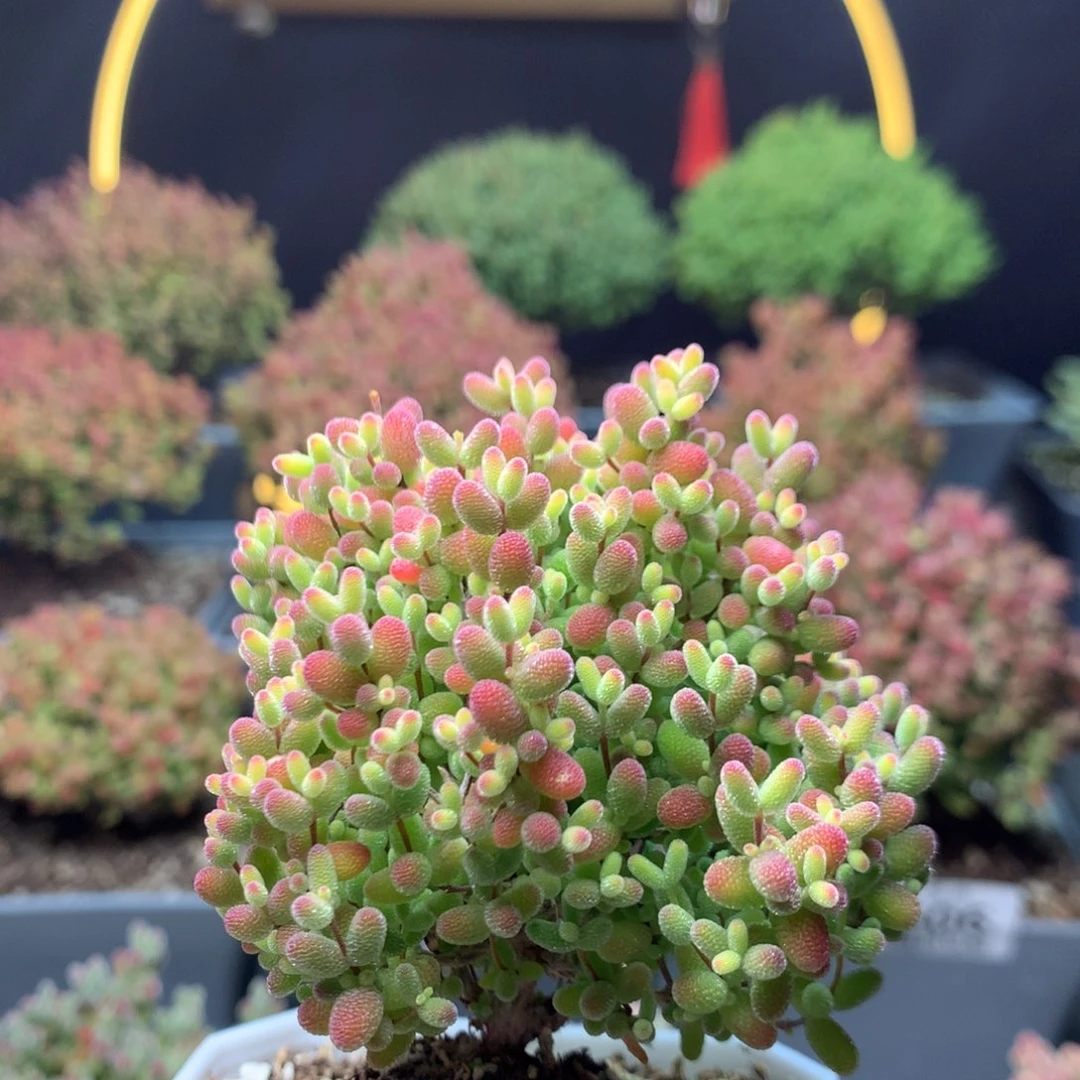 c634蜜橘糖球枝干番杏