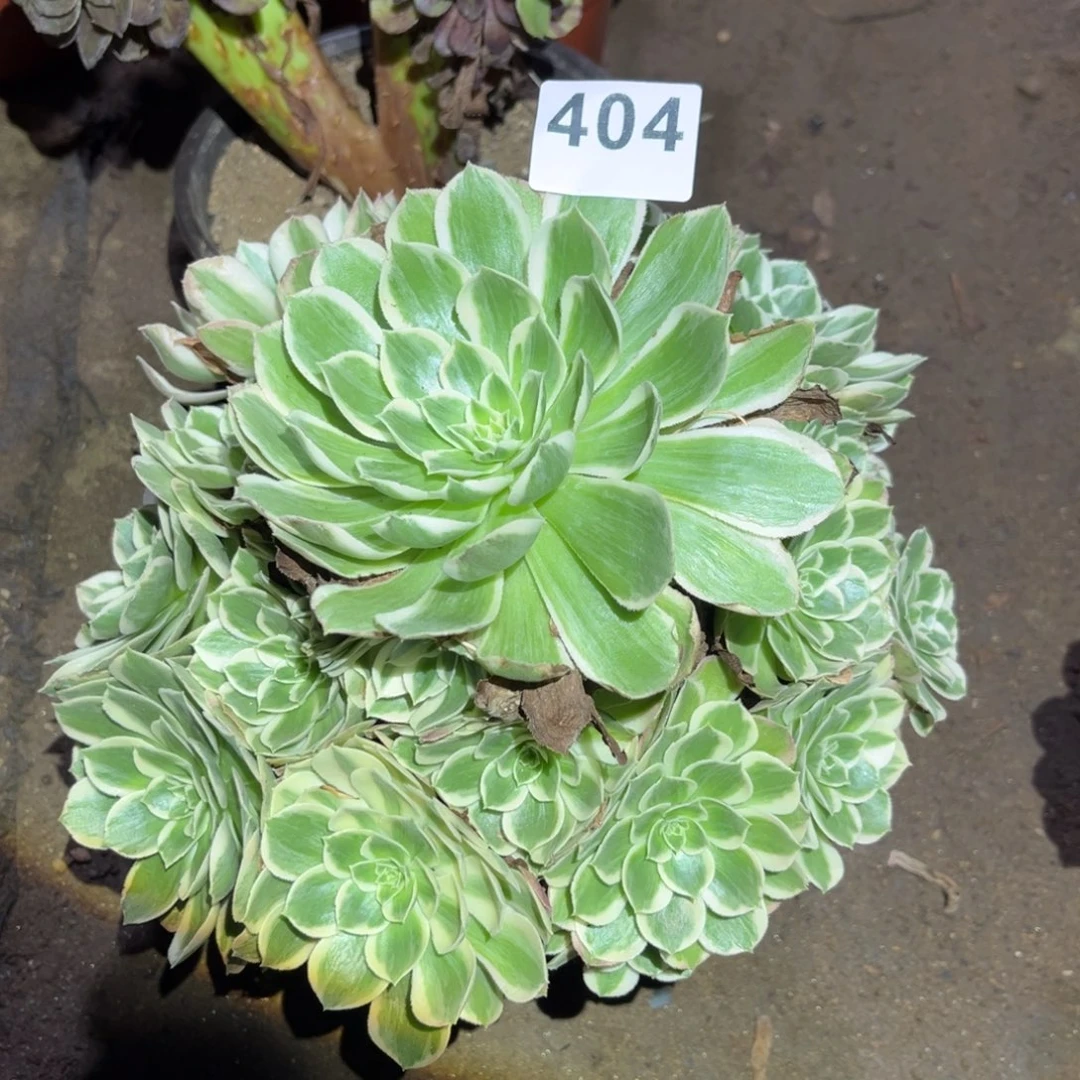 孔雀翎多肉法师404号