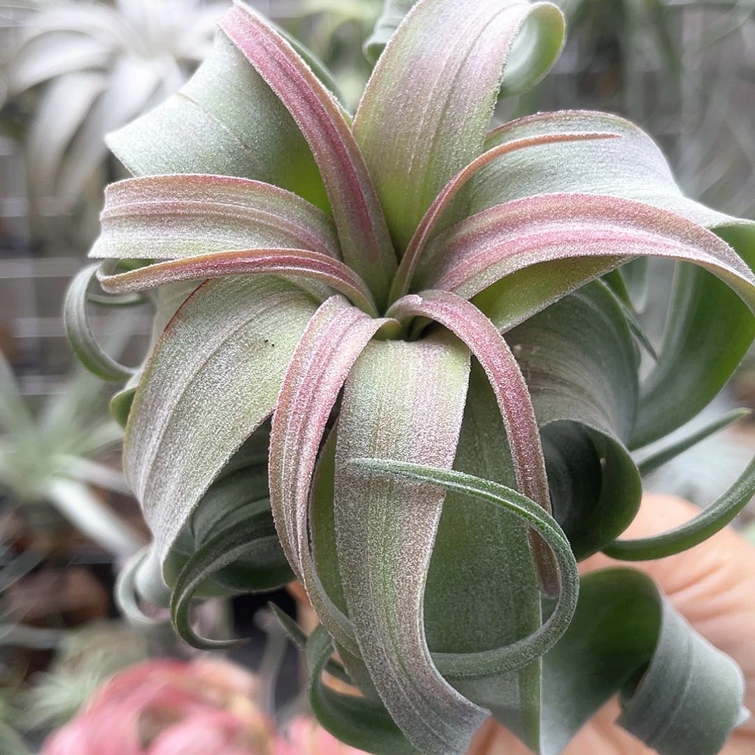 长叶宽叶电卷侧芽7号