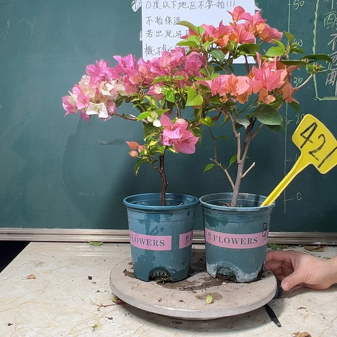 完全开放  金心橙白  波伊斯玫瑰  421