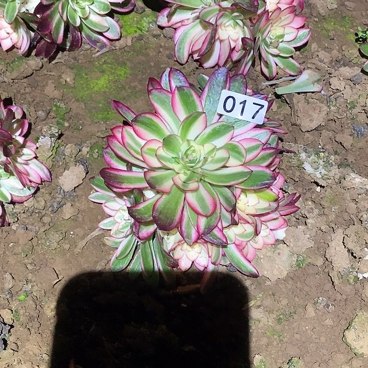 多肉植物法师17倾城