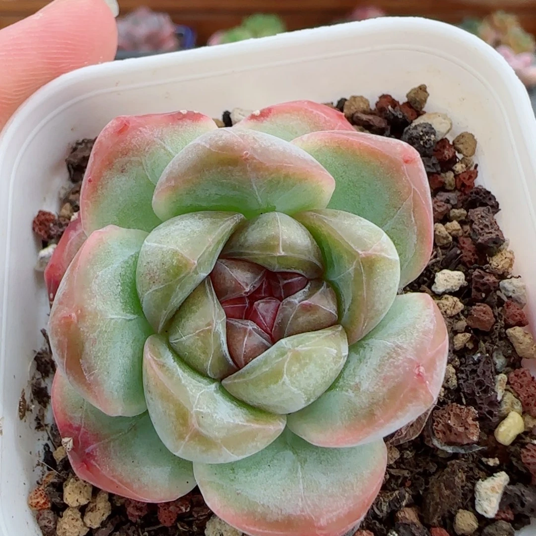 花语逸镜0919-52糖心珍妮母本