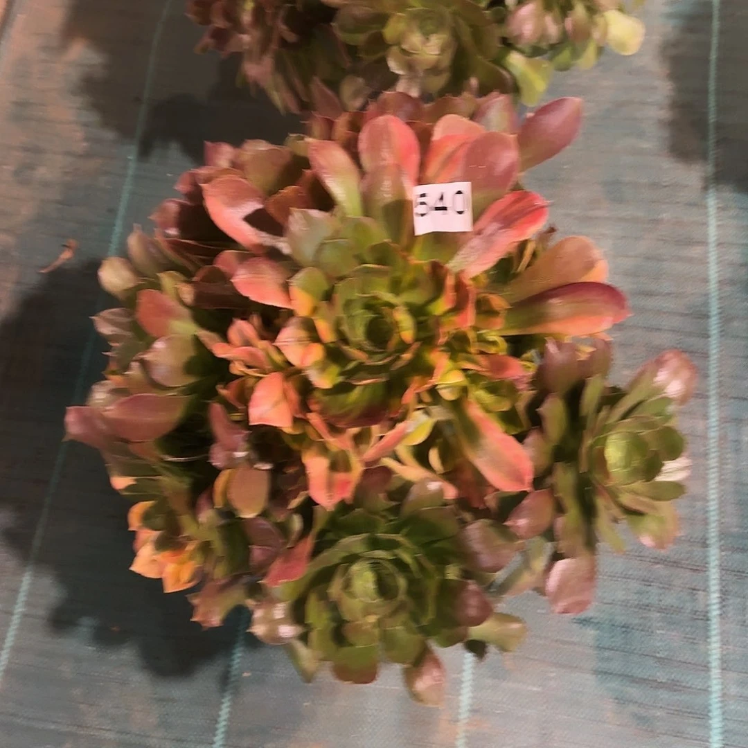 多肉植物七彩540