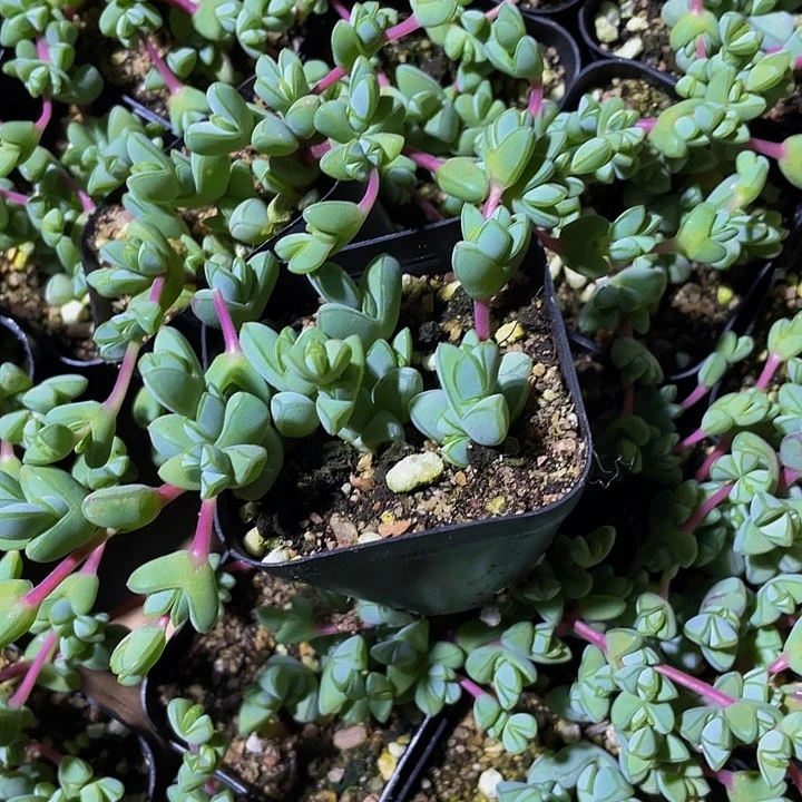 碧玉莲2.8带盆土