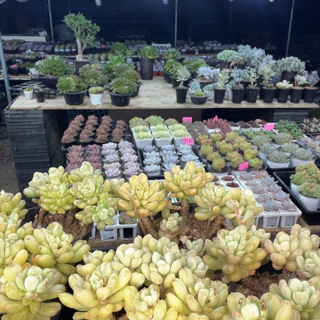 比尔盖茨多肉大群