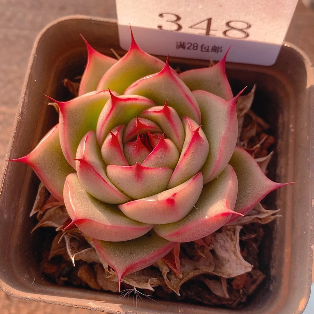 【闪购商品】云348