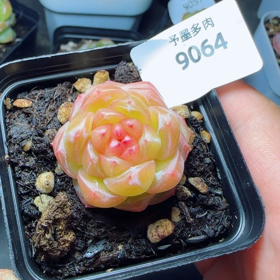 拿铁奶沫，9064多肉植物