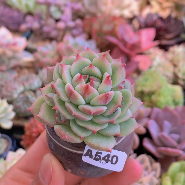 一物一拍含盆土满38包邮A540