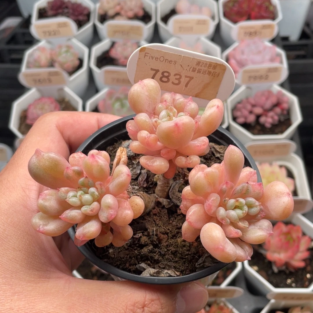 比尔盖茨7837-10厘米