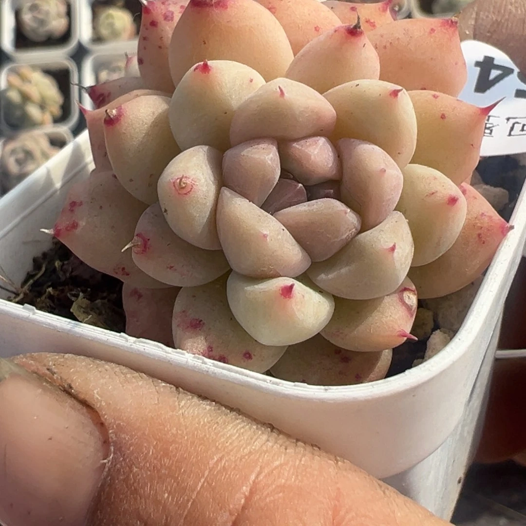 小卡拉米糖心一物一拍7-54