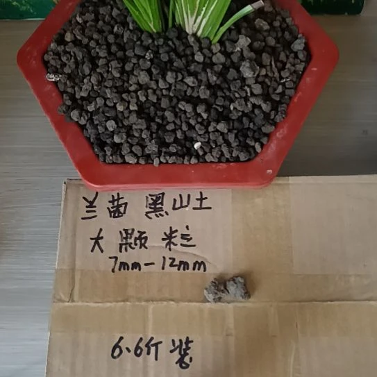 大***影兰菌黑山土大颗粒6.6斤