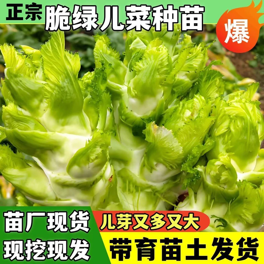 正宗儿菜秧苗四川儿菜苗抱子芥菜早熟高产秋冬四季蔬菜苗盆栽庭院