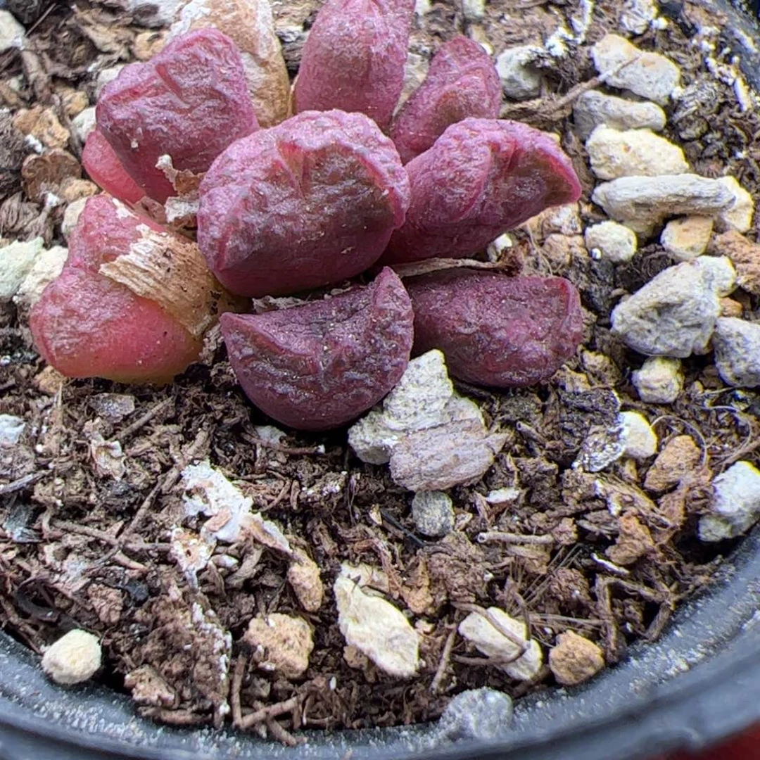 8.12杂交多肉植物41