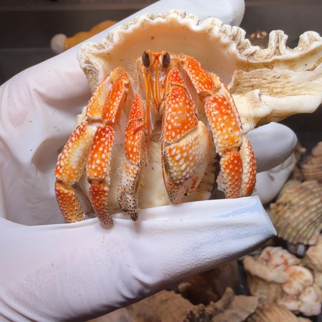 2.7口莫桑 通体橘