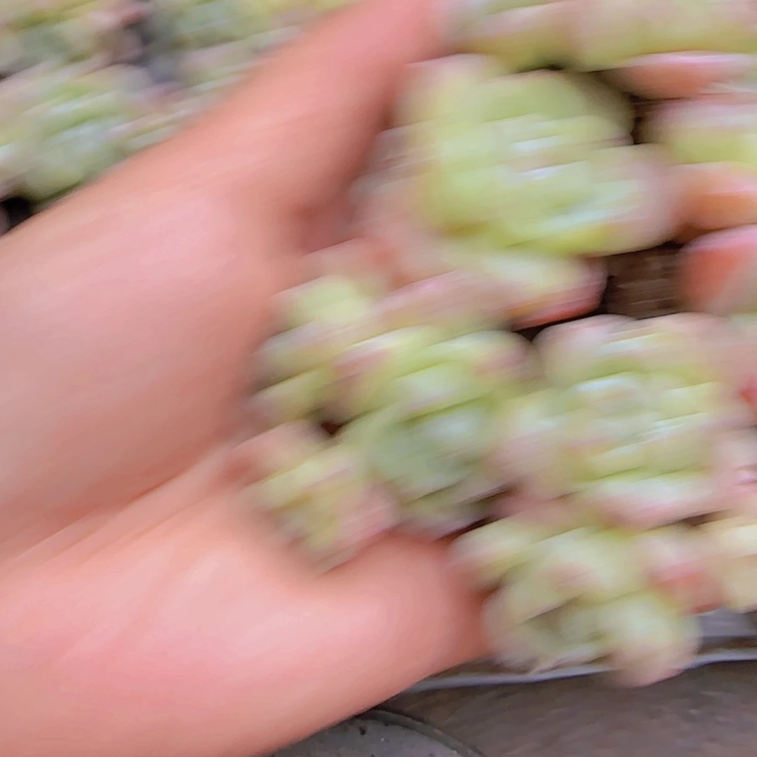 雪桃多肉一整盘105颗