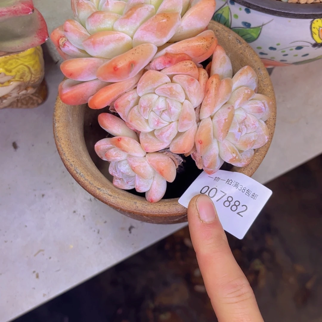 多肉一物一拍7882