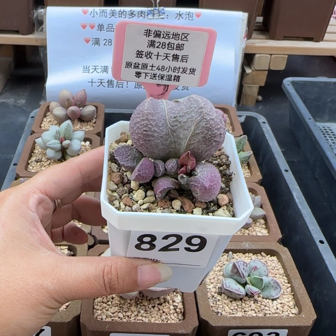 829哈莫猪肝多肉植物