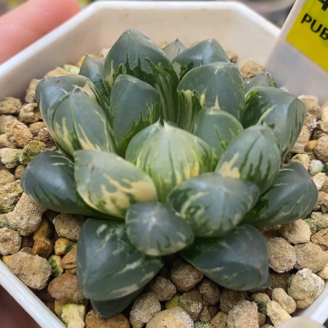 476北极之光一物一拍