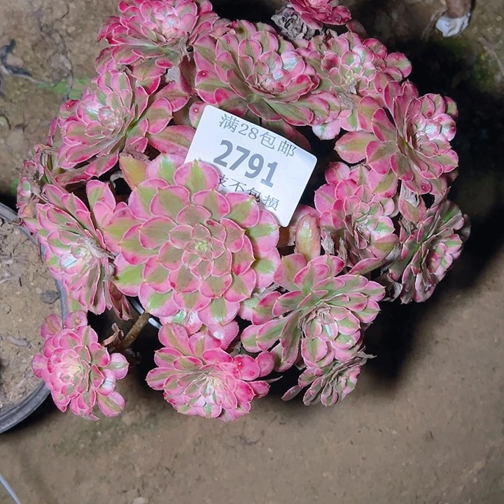 2791红铜白多肉植物