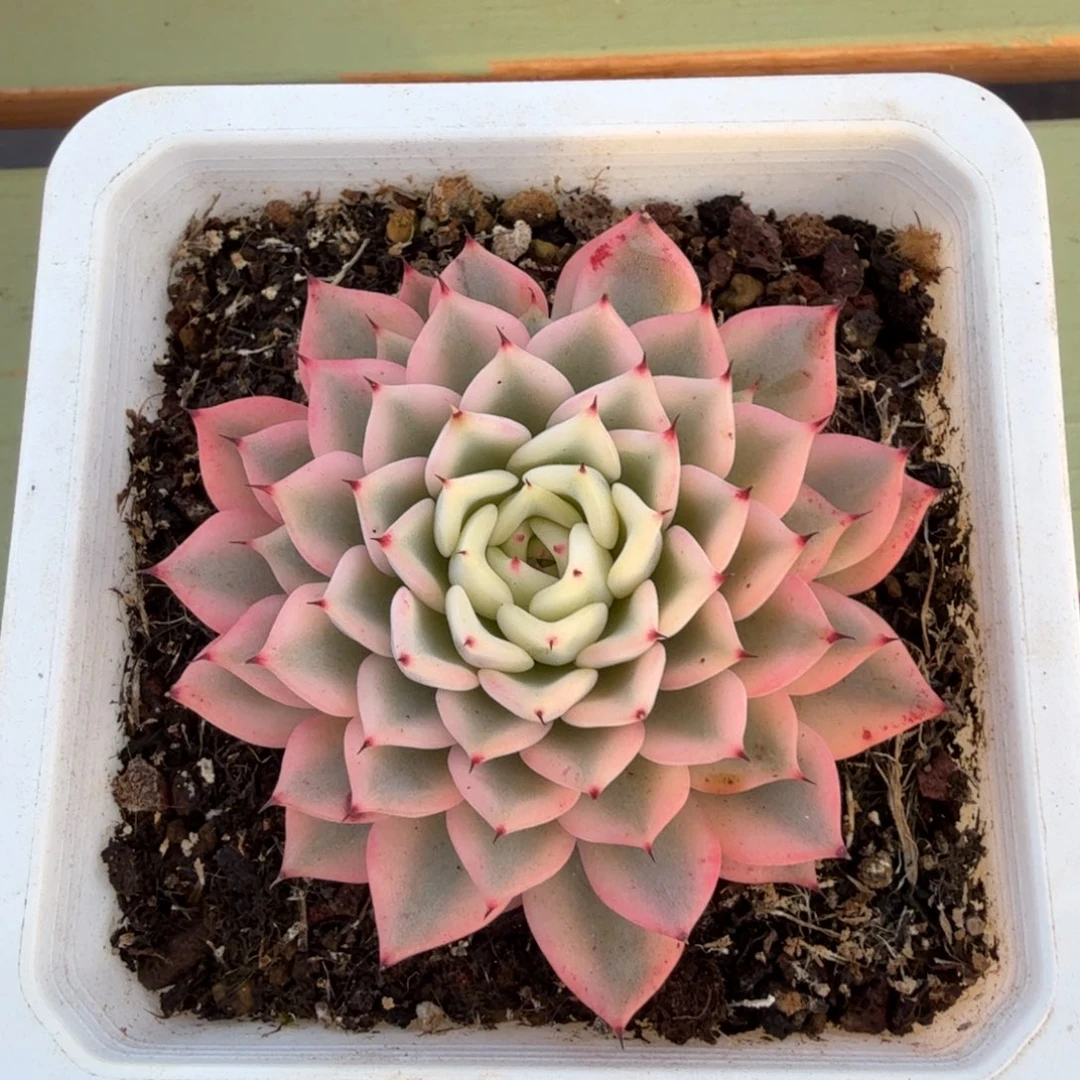 吉尔巴玫瑰锦锦上园艺一物一拍