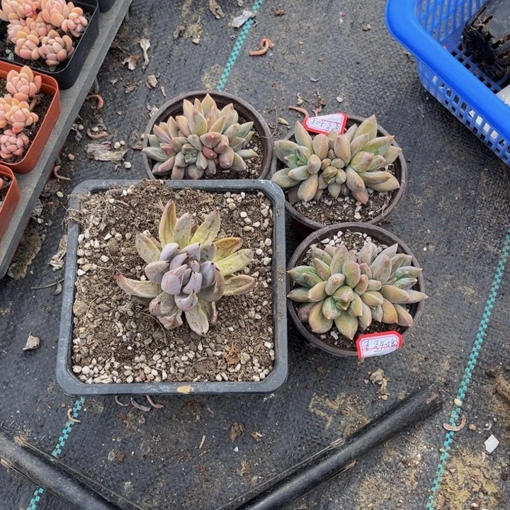 ✨****乌拉克拉三颗魔爪一颗