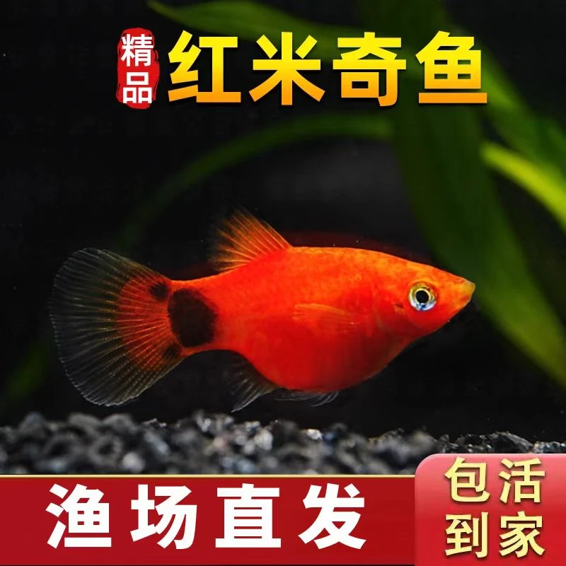 米奇鱼月光鱼胎生鱼好看小型精品好养活观赏鱼混养热带鱼鱼苗新手